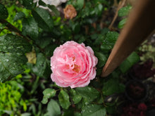 Climbing rose 'Eden Climber'