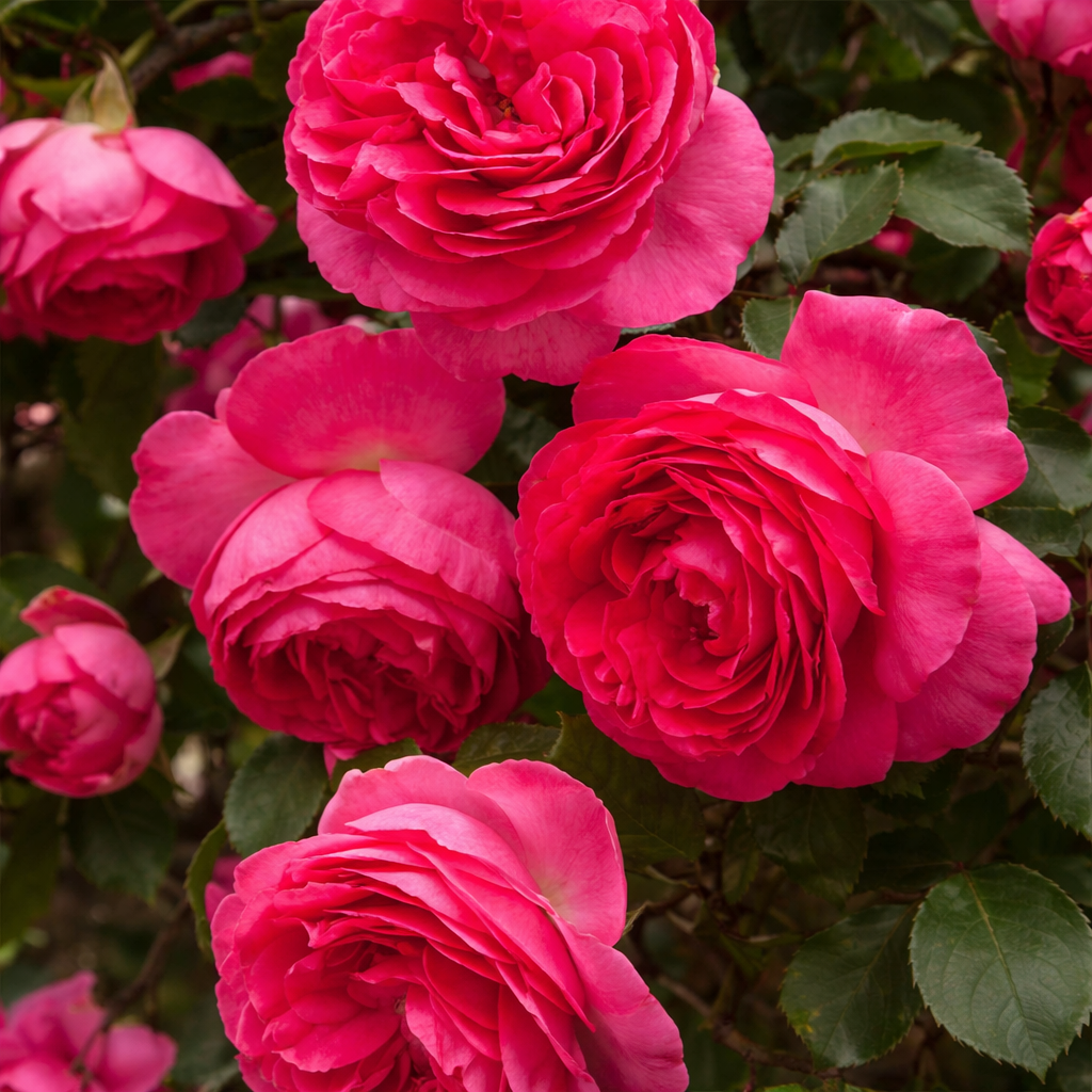 Climbing rose 'Eden Climber Pretty In Pink'