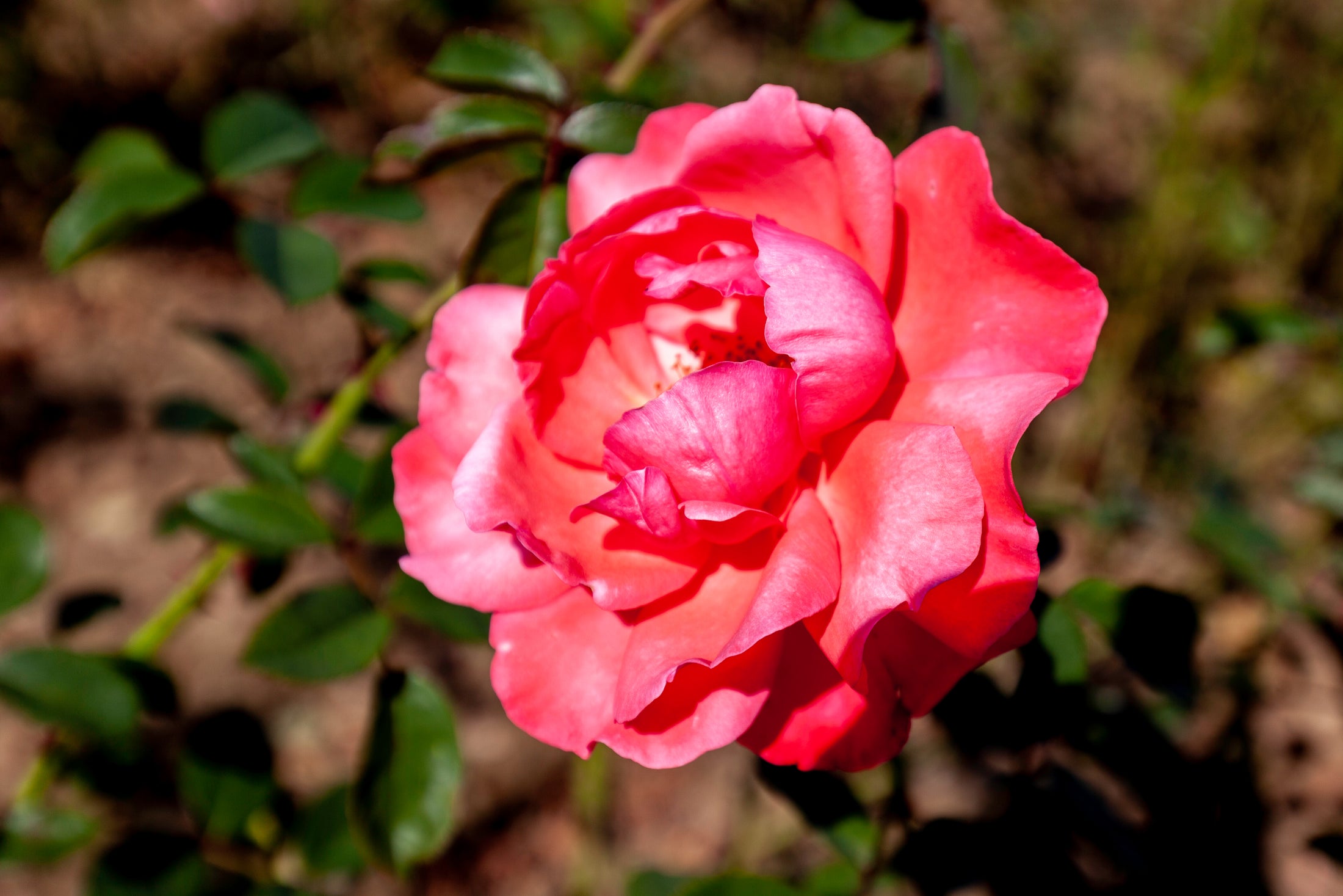 Climbing rose 'Galway Bay'