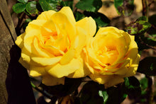 Climbing rose 'Golden Showers'