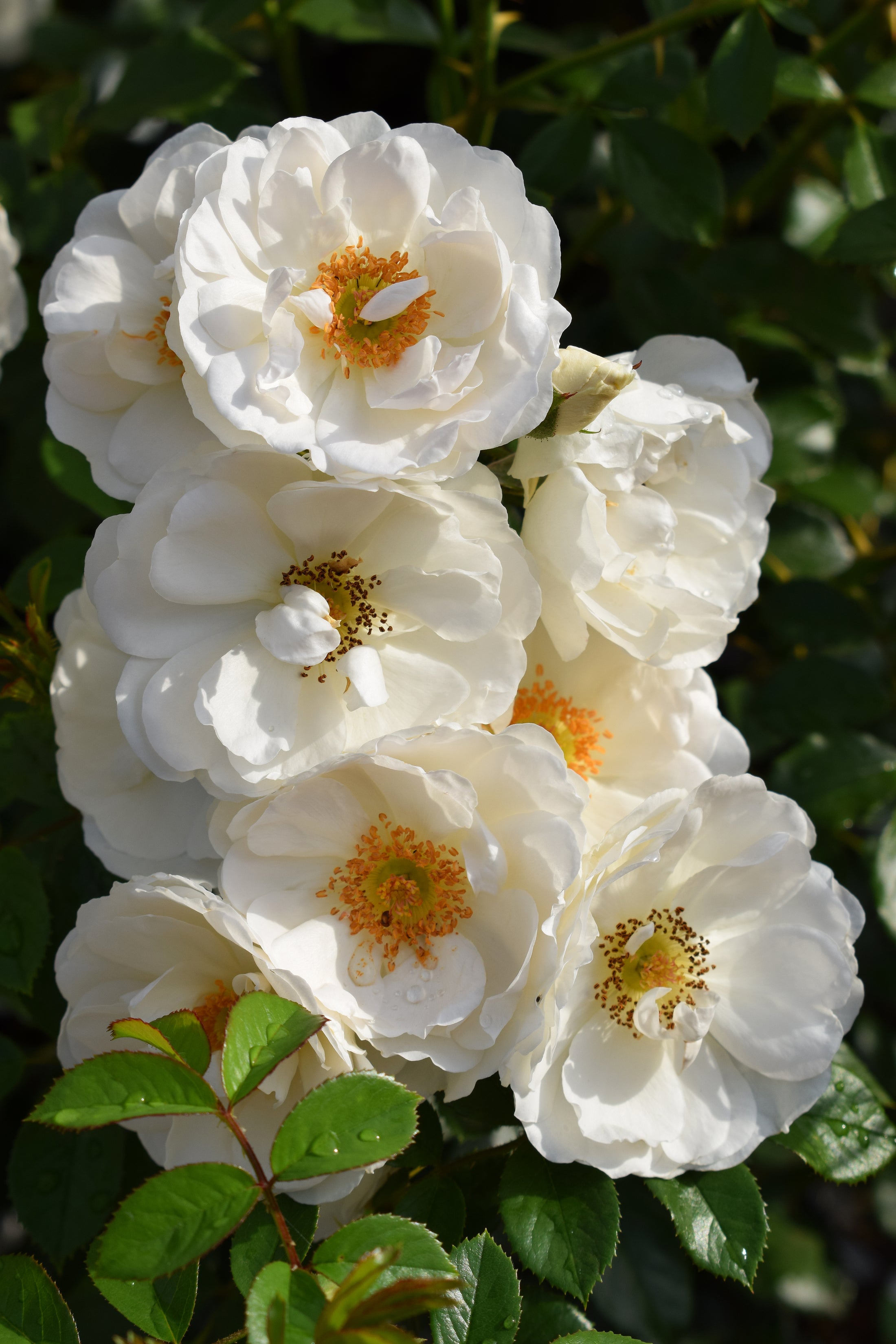 Climbing rose 'Hella'