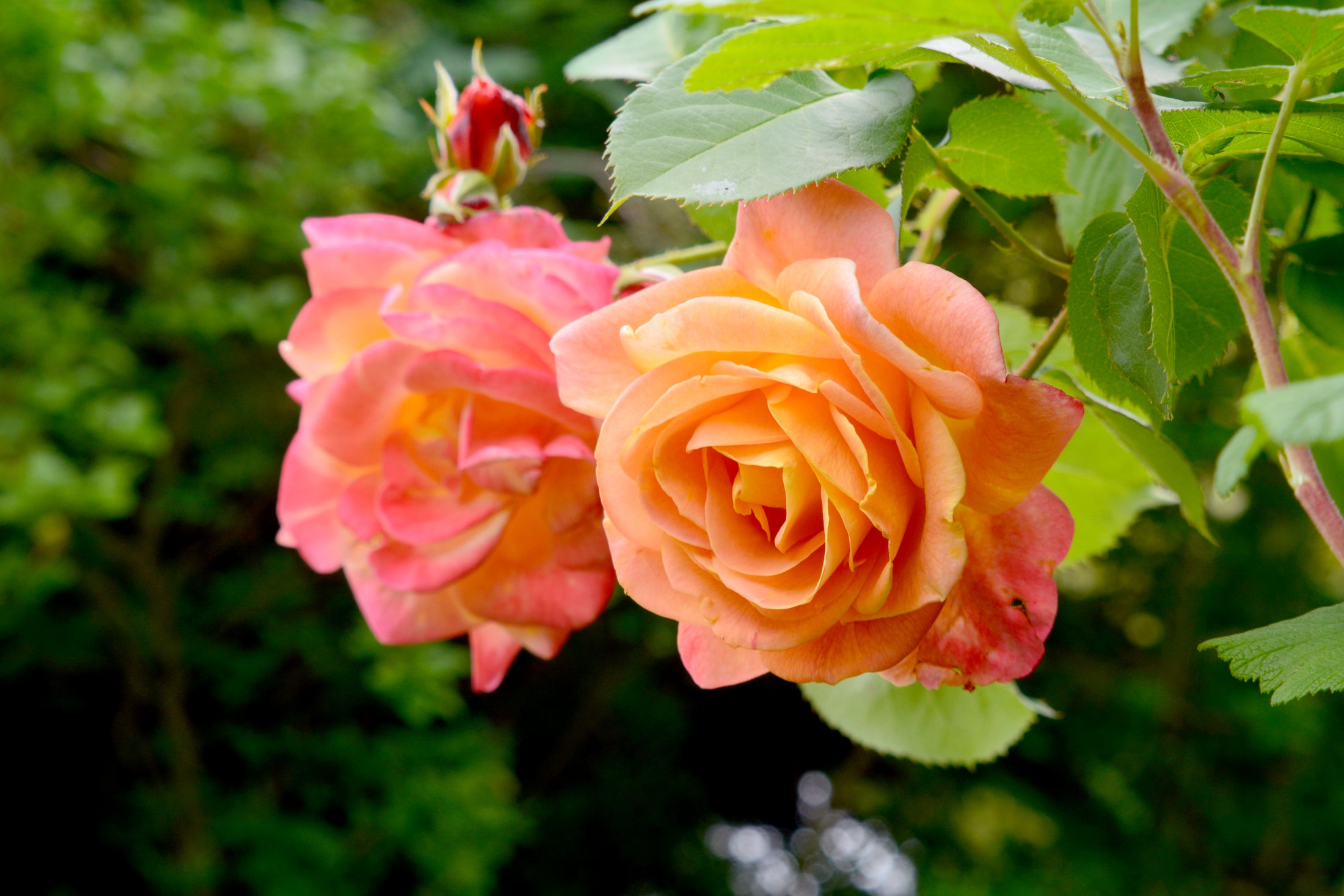 Climbing rose 'Joseph's Coat'