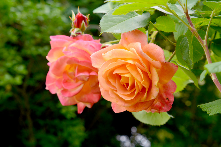 Rosier grimpant 'Joseph's Coat'