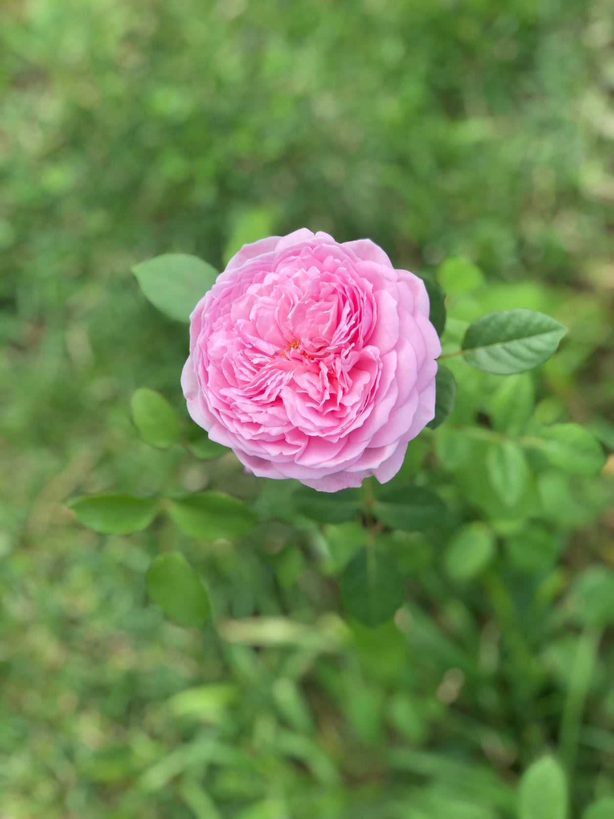 Climbing rose 'Kiss Me Kate'