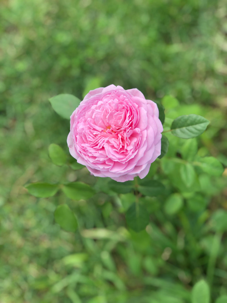 Rosier grimpant 'Kiss Me Kate'