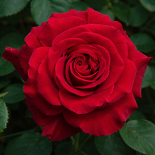 Climbing rose 'Lady in Red'