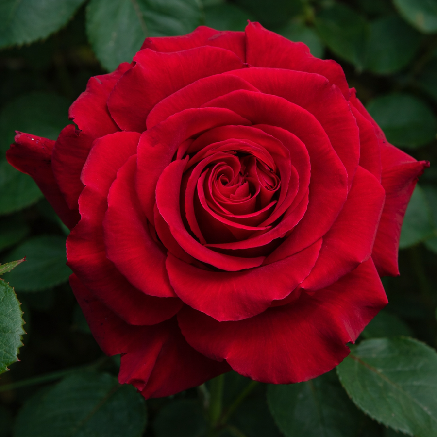 Rosier grimpant 'Lady in Red'