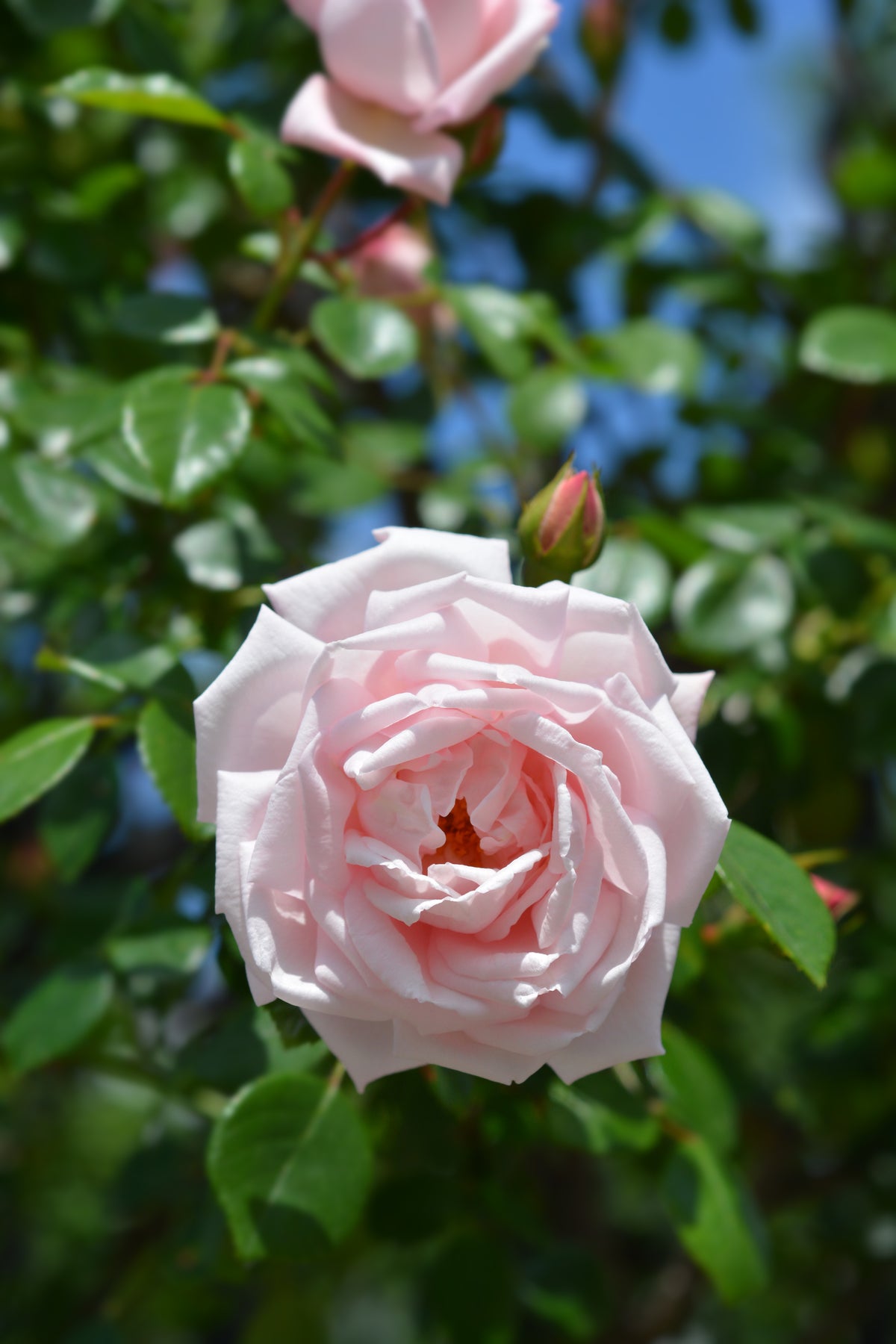 Climbing rose 'New Dawn'