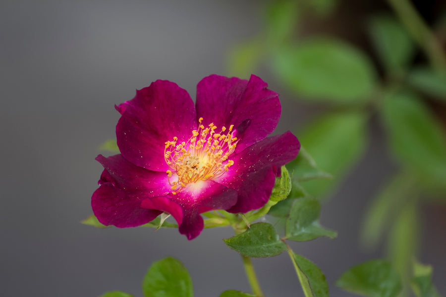 Rosier grimpant 'Night Owl'