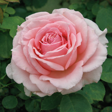 Rosier grimpant 'Pearly Gates'