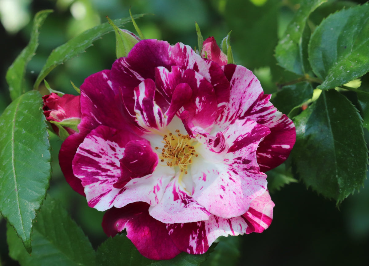 Climbing rose 'Purple Splash'