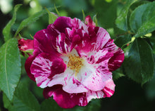Climbing rose 'Purple Splash'