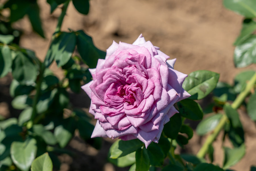 Rosier grimpant 'Quicksilver Arborose'