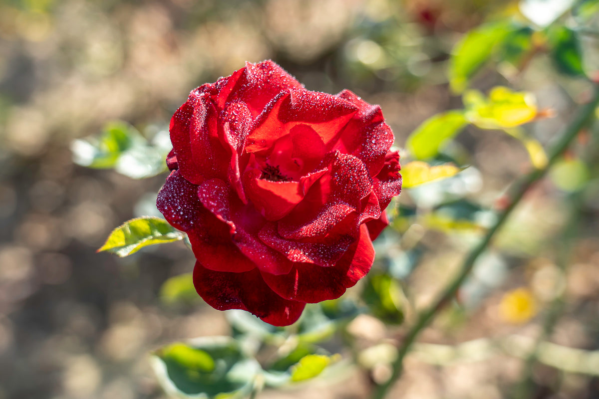 Climbing rose 'Red Fountain'