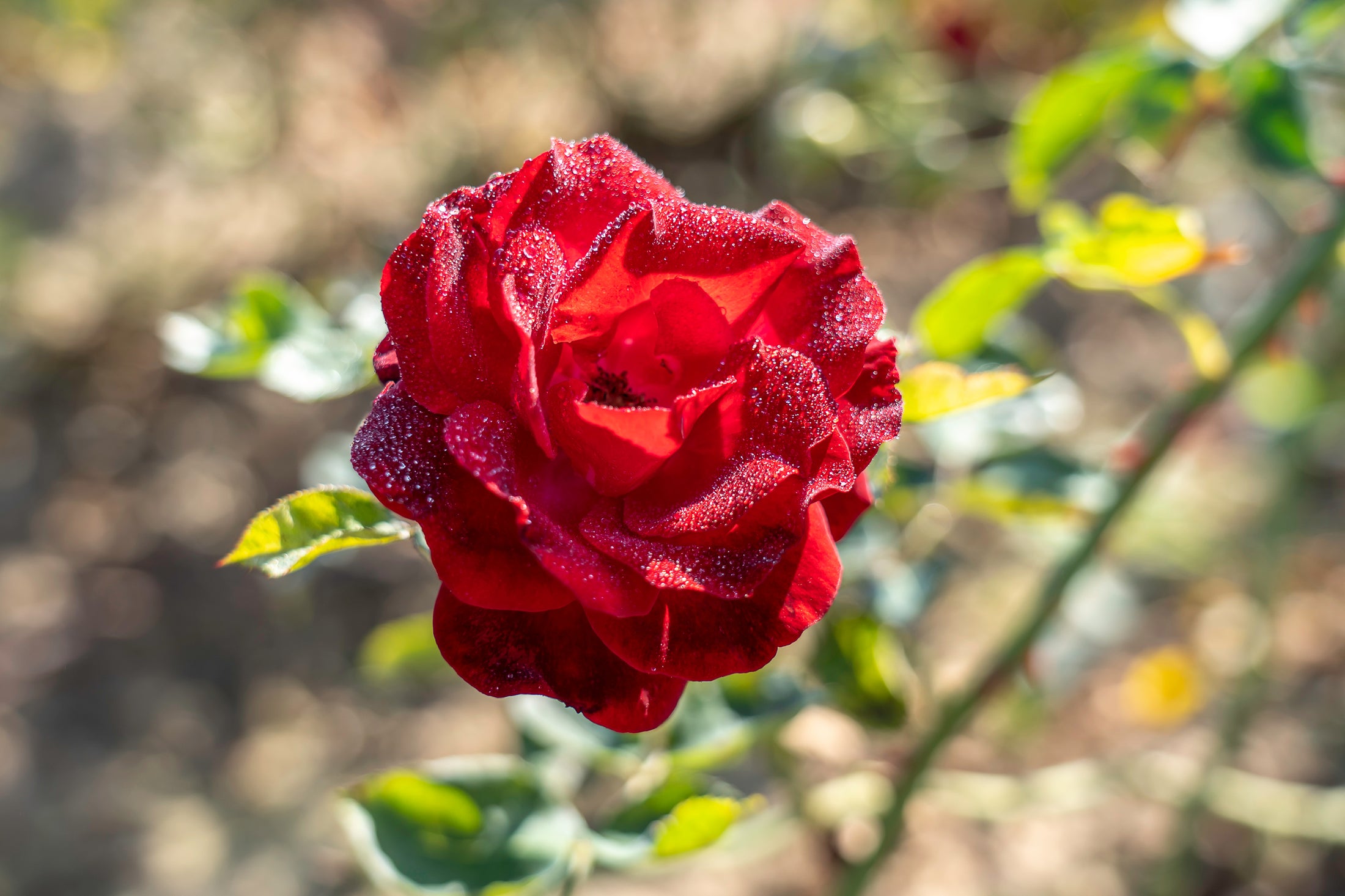 Climbing rose 'Red Fountain'
