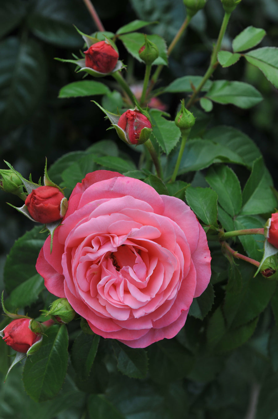 Rosier grimpant 'Rosanna'
