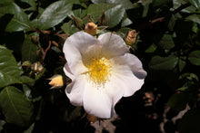 Climbing rose 'Sally Holmes'