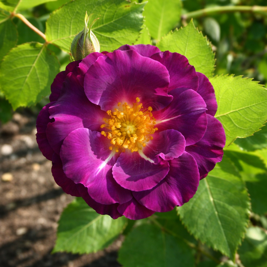 Rosier grimpant 'Stormy Weather'