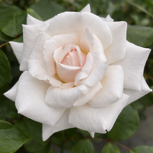 Climbing rose 'Swan Lake'