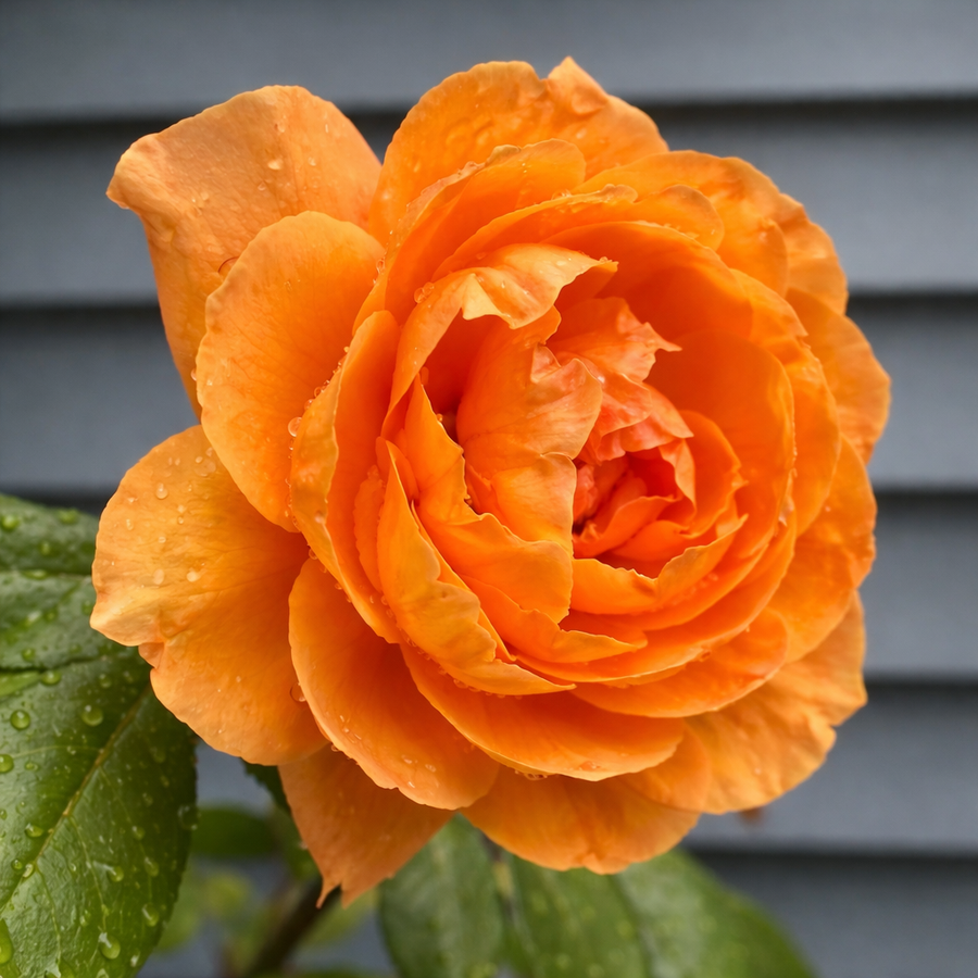 Rosier grimpant 'Tangerine Skies Arborose'