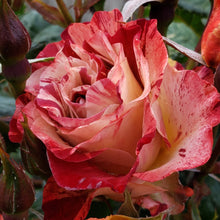 Climbing rose 'Tropical Lightning'