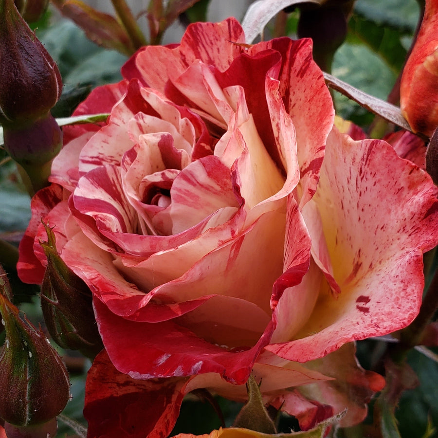 Rosier grimpant 'Tropical Lightning'