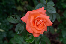 Climbing rose 'Westerland'