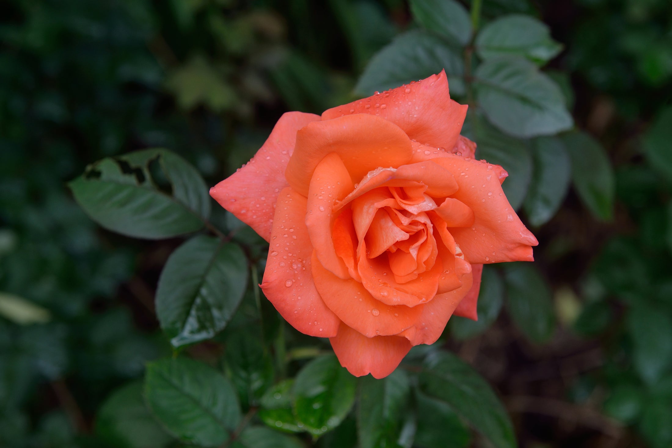 Climbing rose 'Westerland'