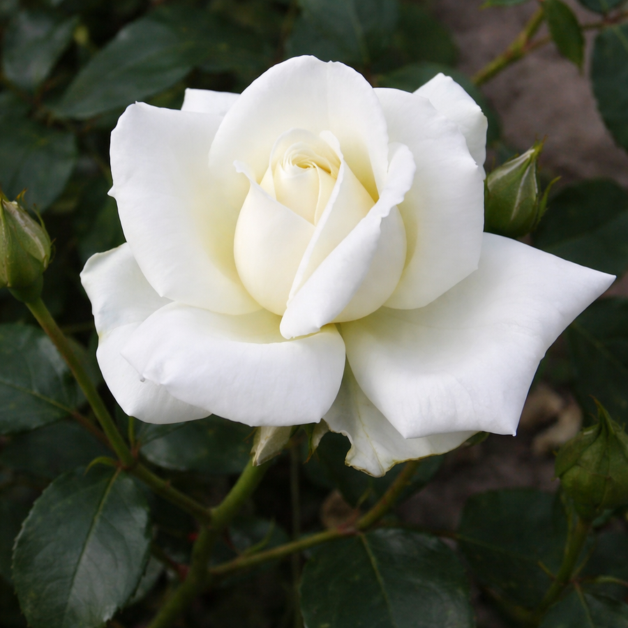 Rosier grimpant 'White Dawn'