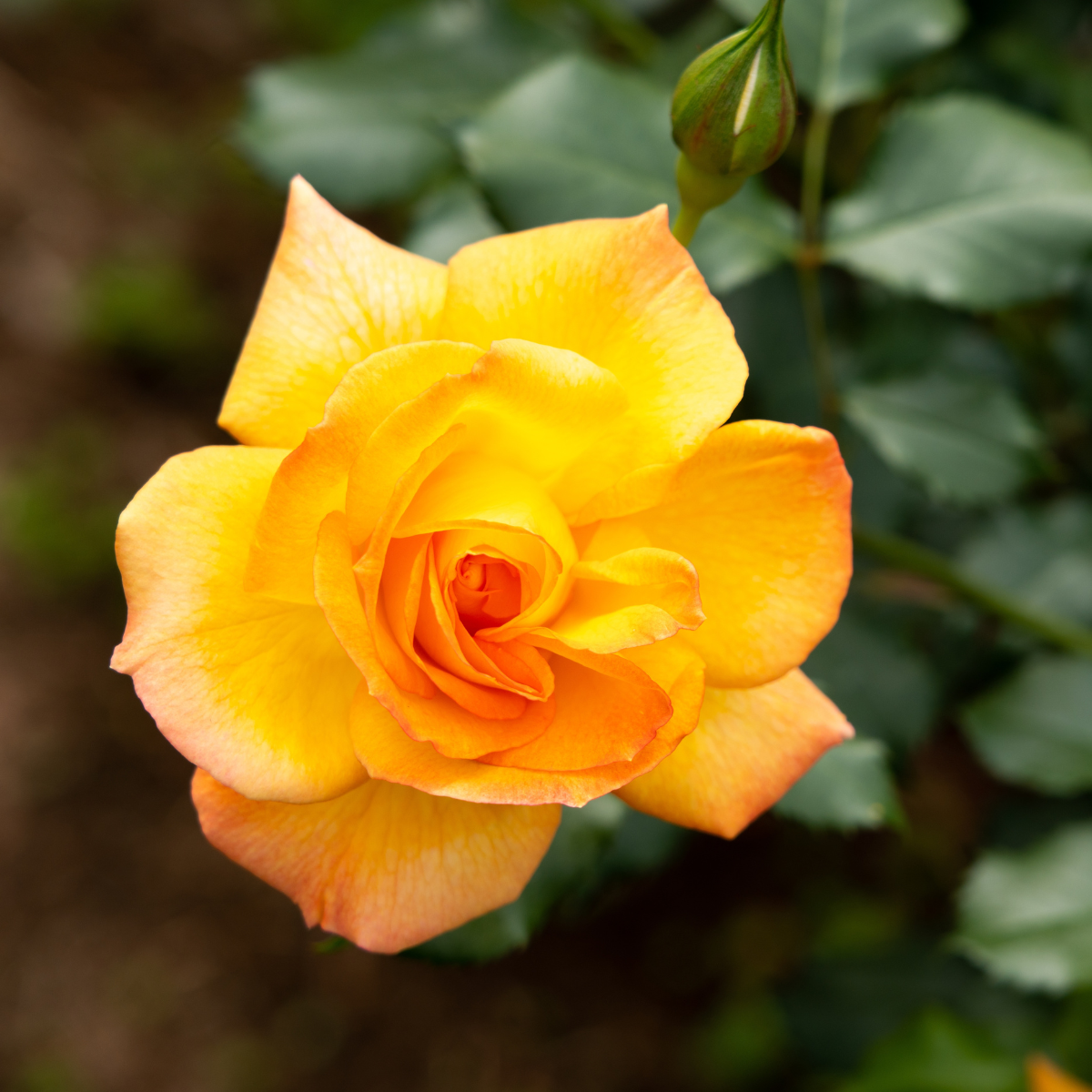 Grandiflora rose 'Yellow Blaze'