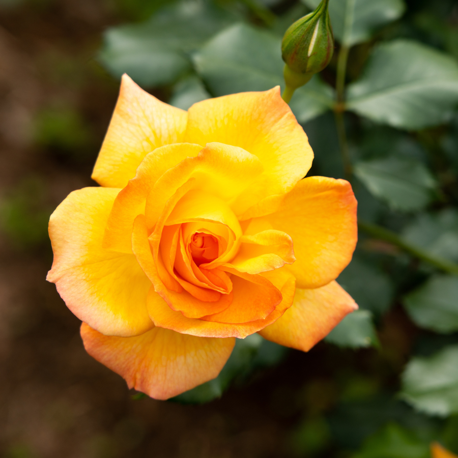 Rosier grimpant 'Yellow Blaze'
