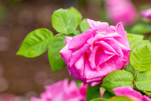 Rosier grimpant 'Zephirine Drouhin'