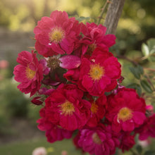 Rosier grimpant rustique 'Henry Kelsey'
