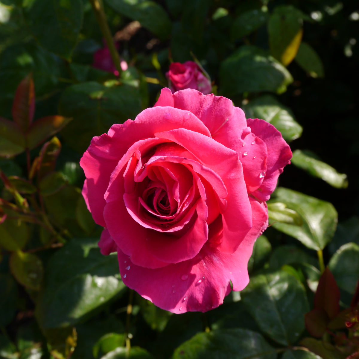 Hybrid tea rose 'All My Loving'