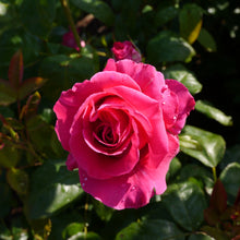 Hybrid tea rose 'All My Loving'