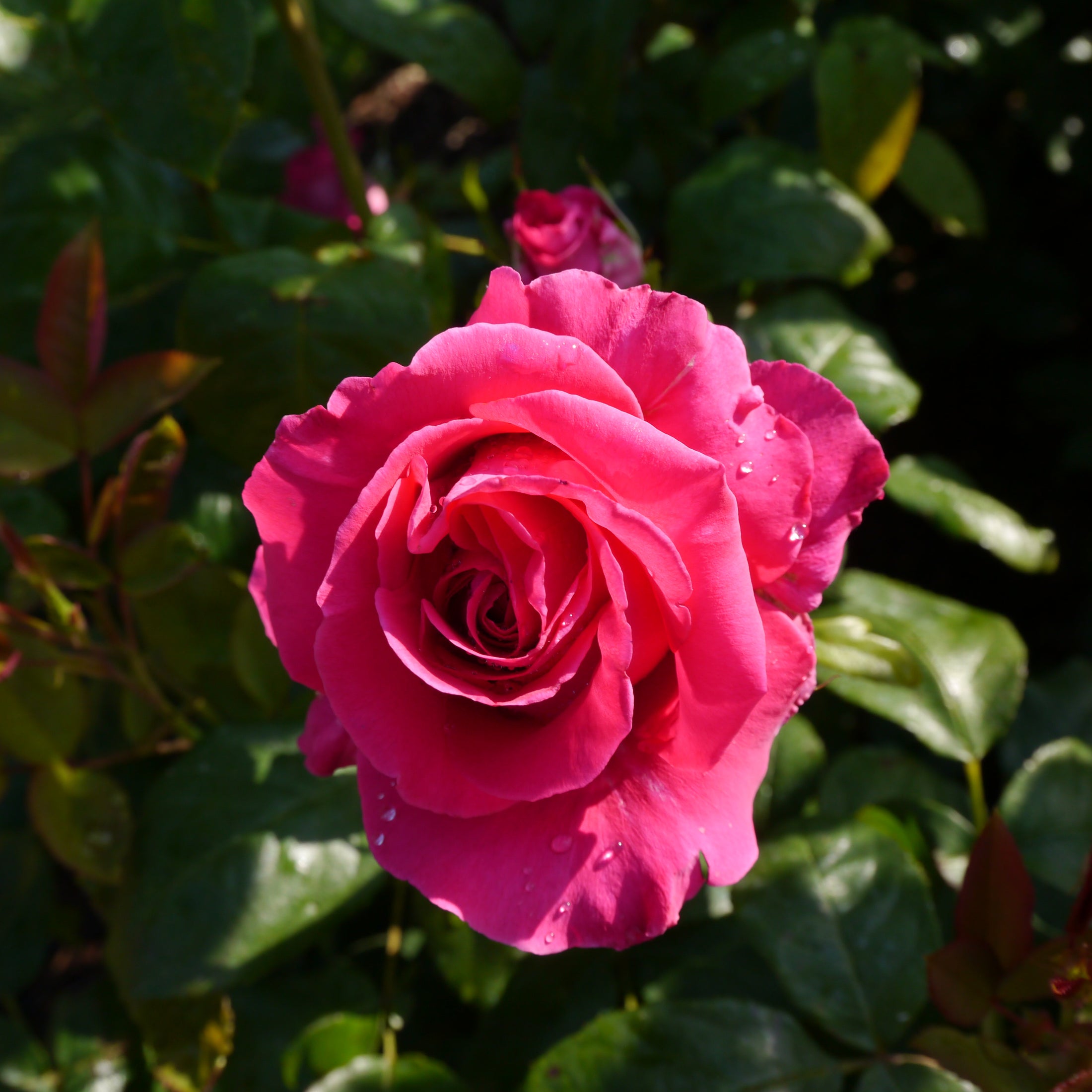 Hybrid tea rose 'All My Loving'