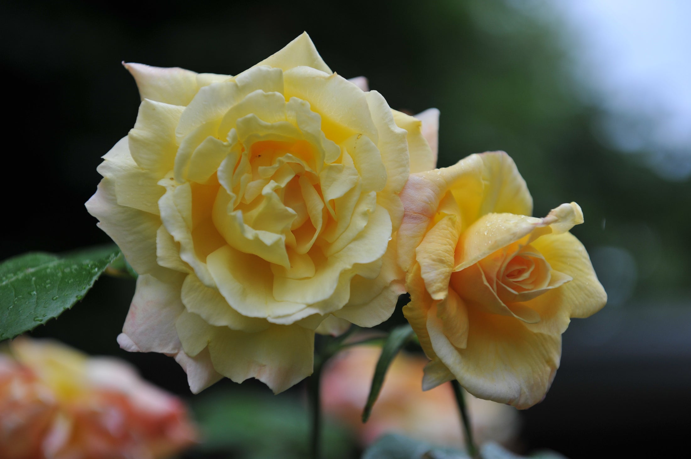 Rosier hybride de thé 'Apollo'
