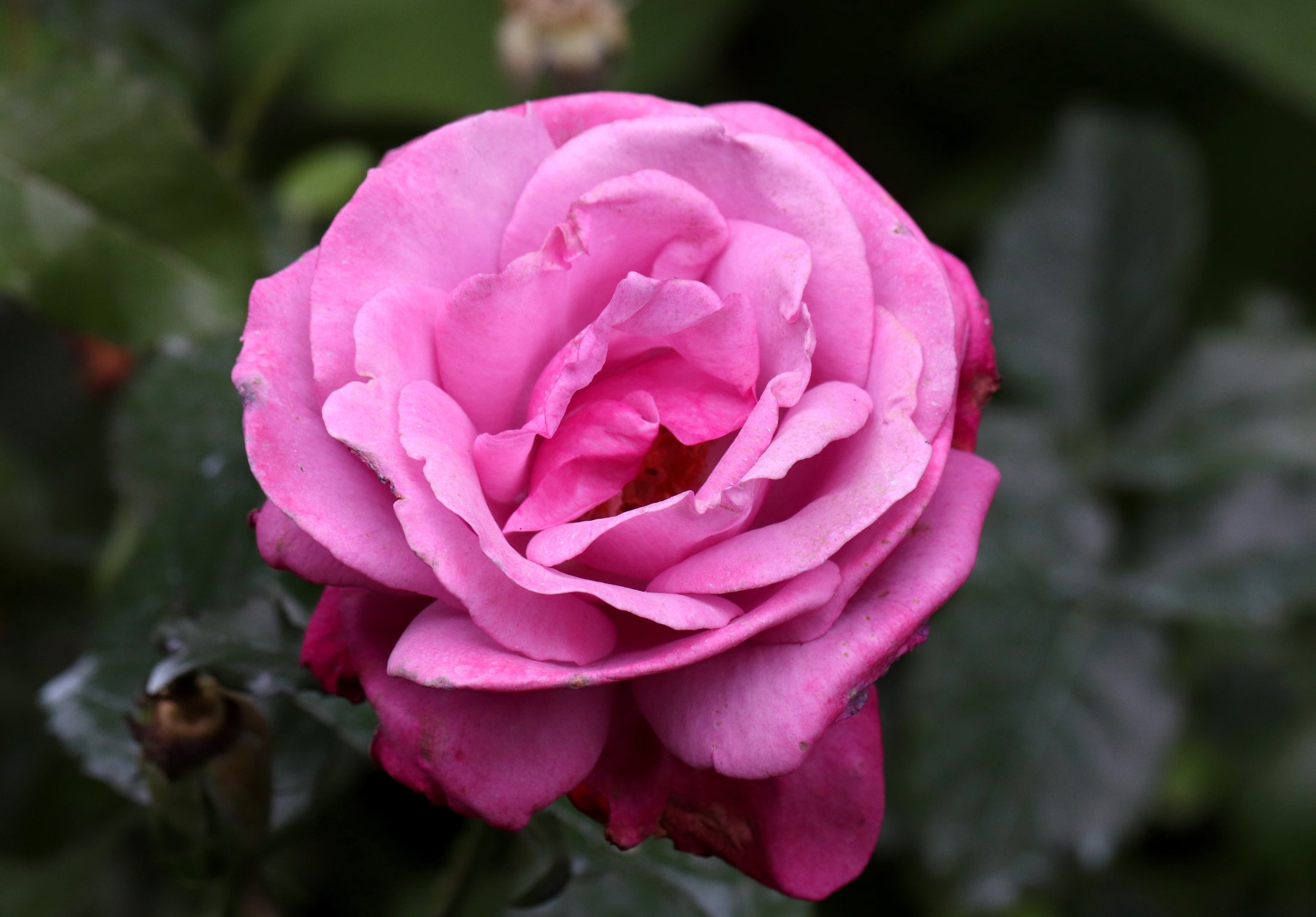 Hybrid tea rose 'Barbra Streisand'