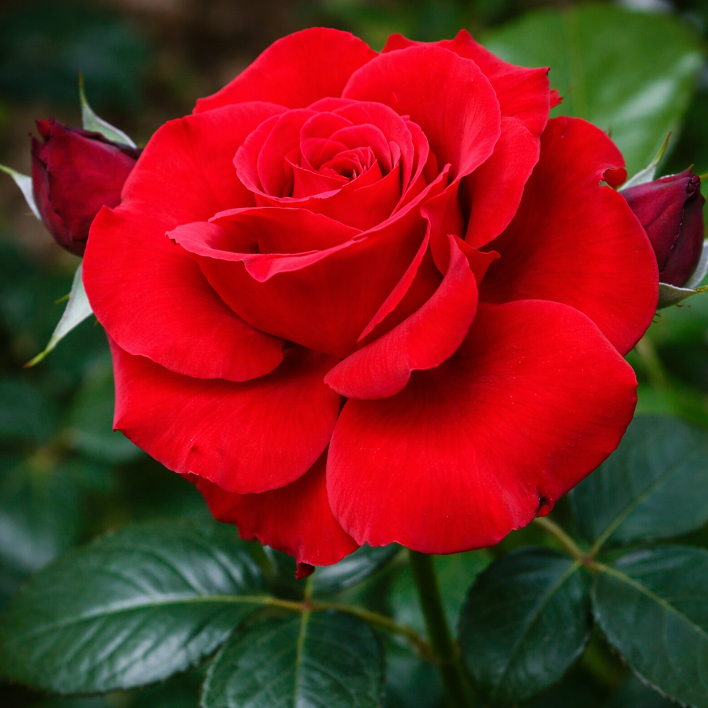 Hybrid tea rose 'Beloved'