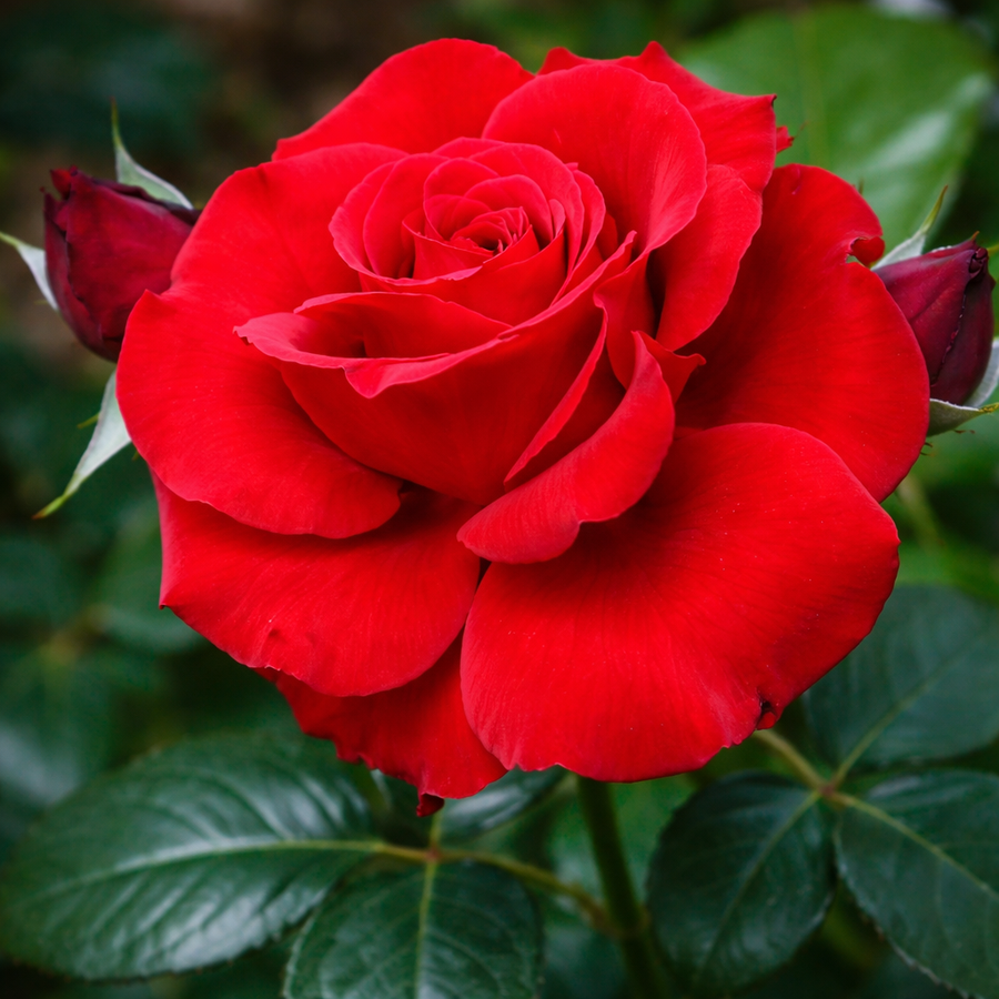 Rosier hybride de thé 'Beloved'