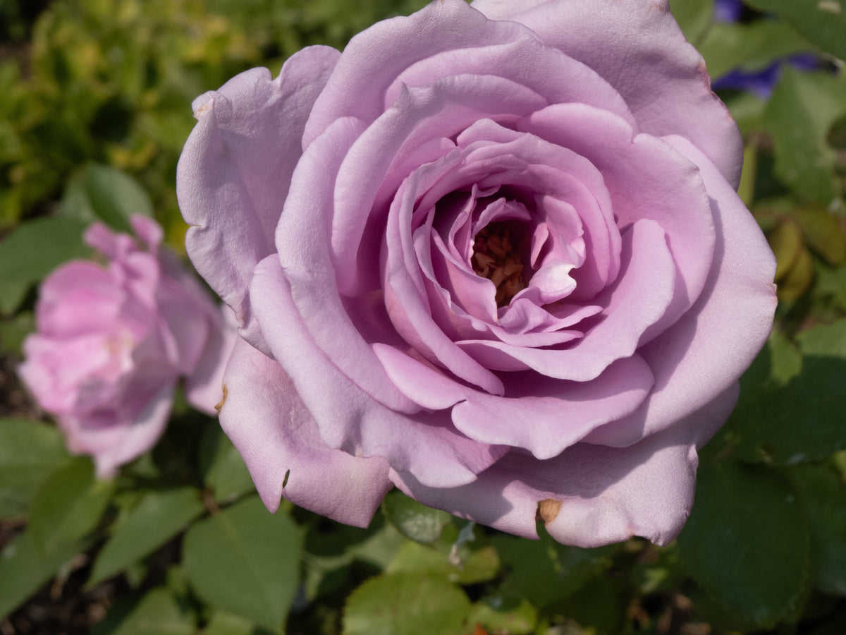 Hybrid tea rose 'Blue Girl'