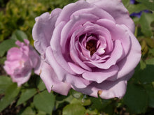 Hybrid tea rose 'Blue Girl'