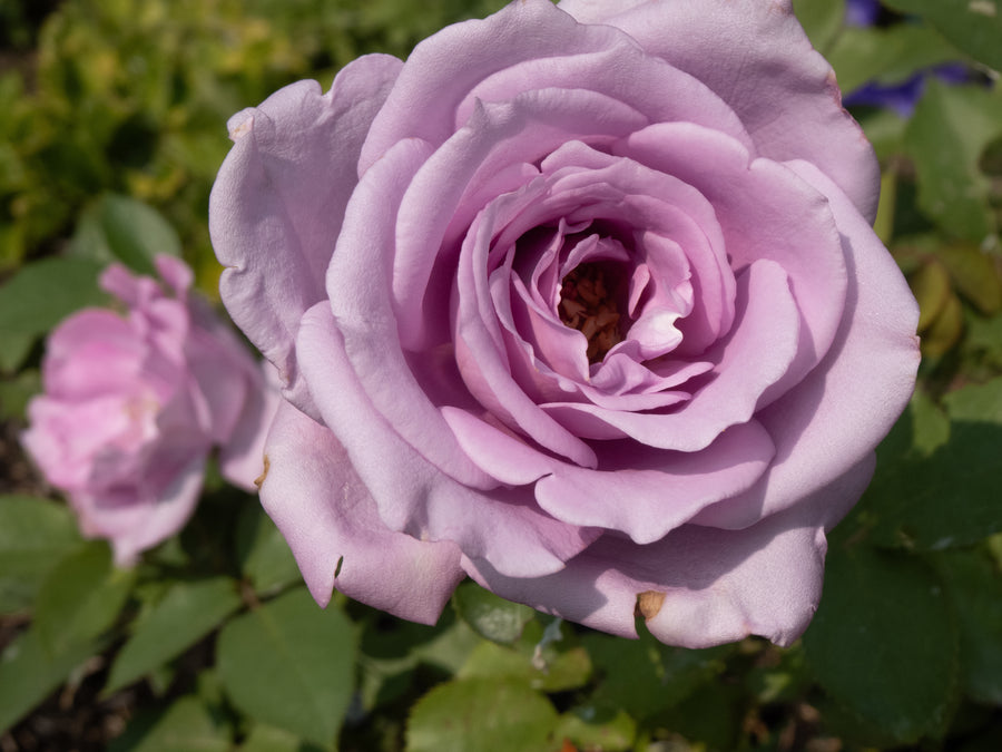 Rosier hybride de thé 'Blue Girl'