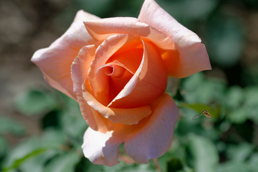 Rosier hybride de thé 'Brandy'