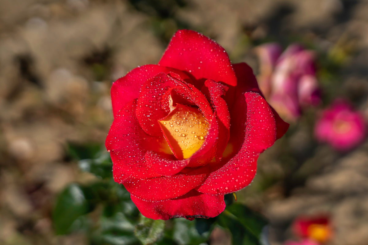 Hybrid tea rose 'Canadian Sunset'
