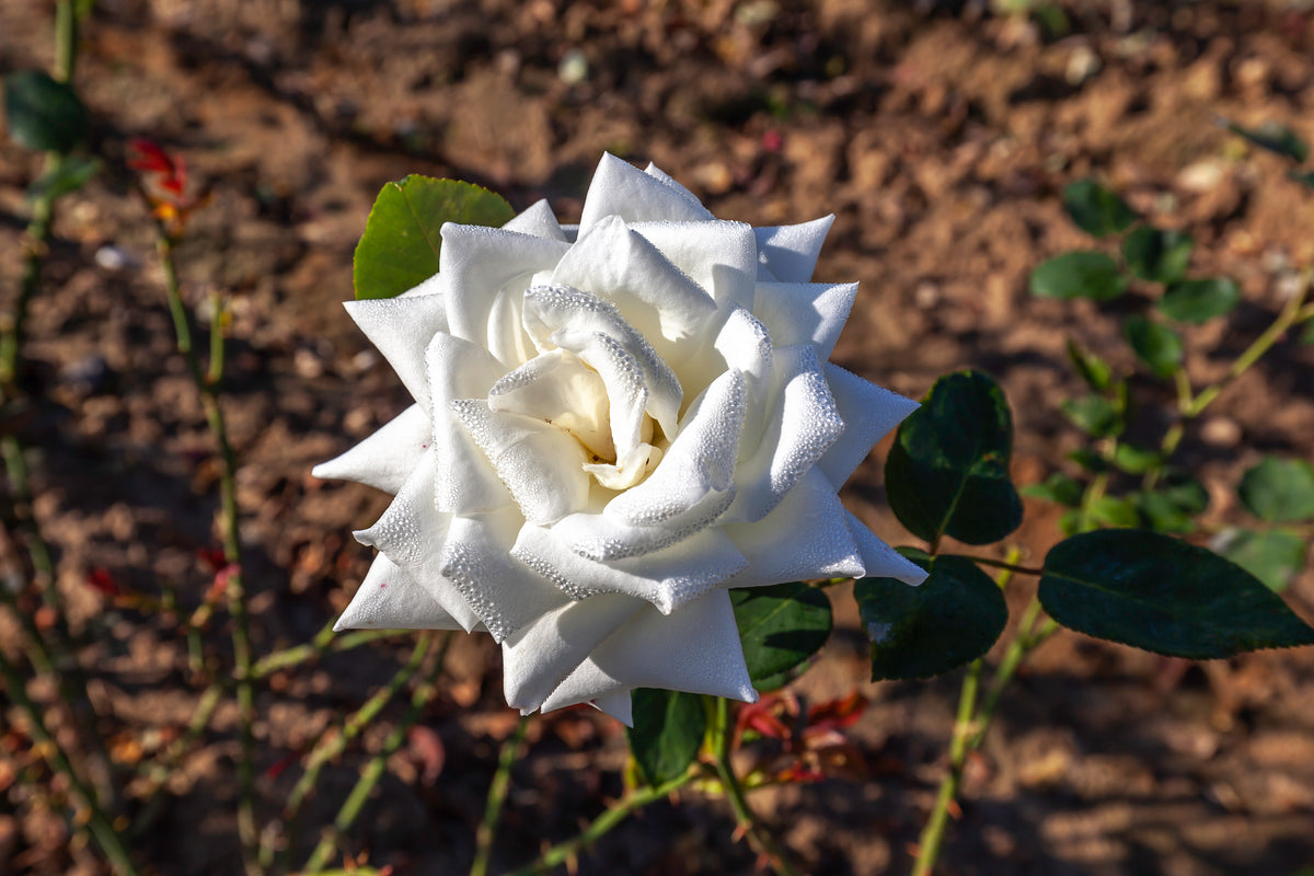 Hybrid tea rose 'Canadian White Star'