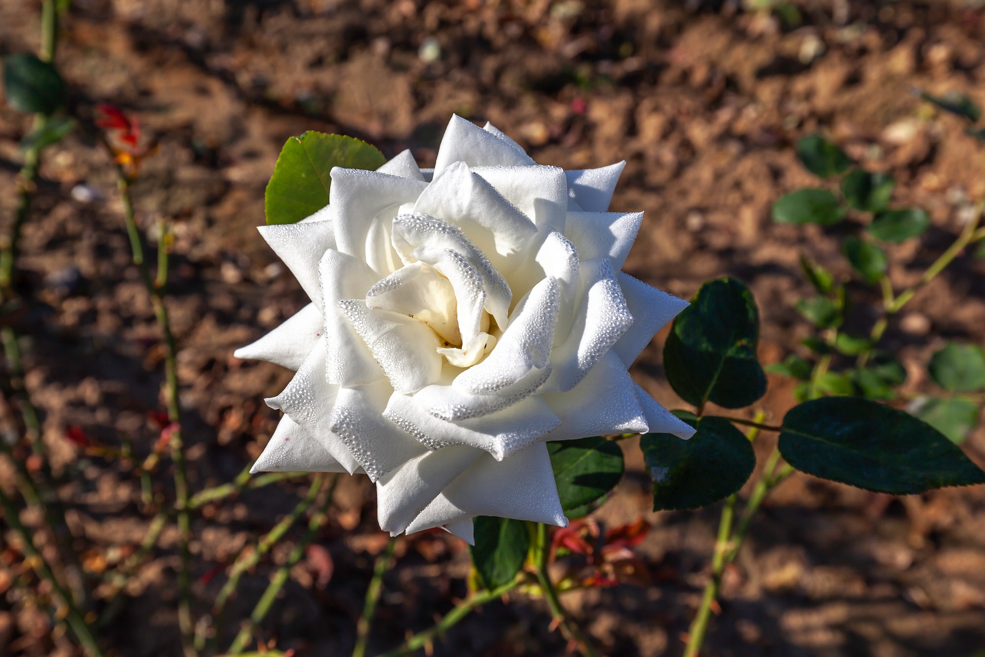 Hybrid tea rose 'Canadian White Star'