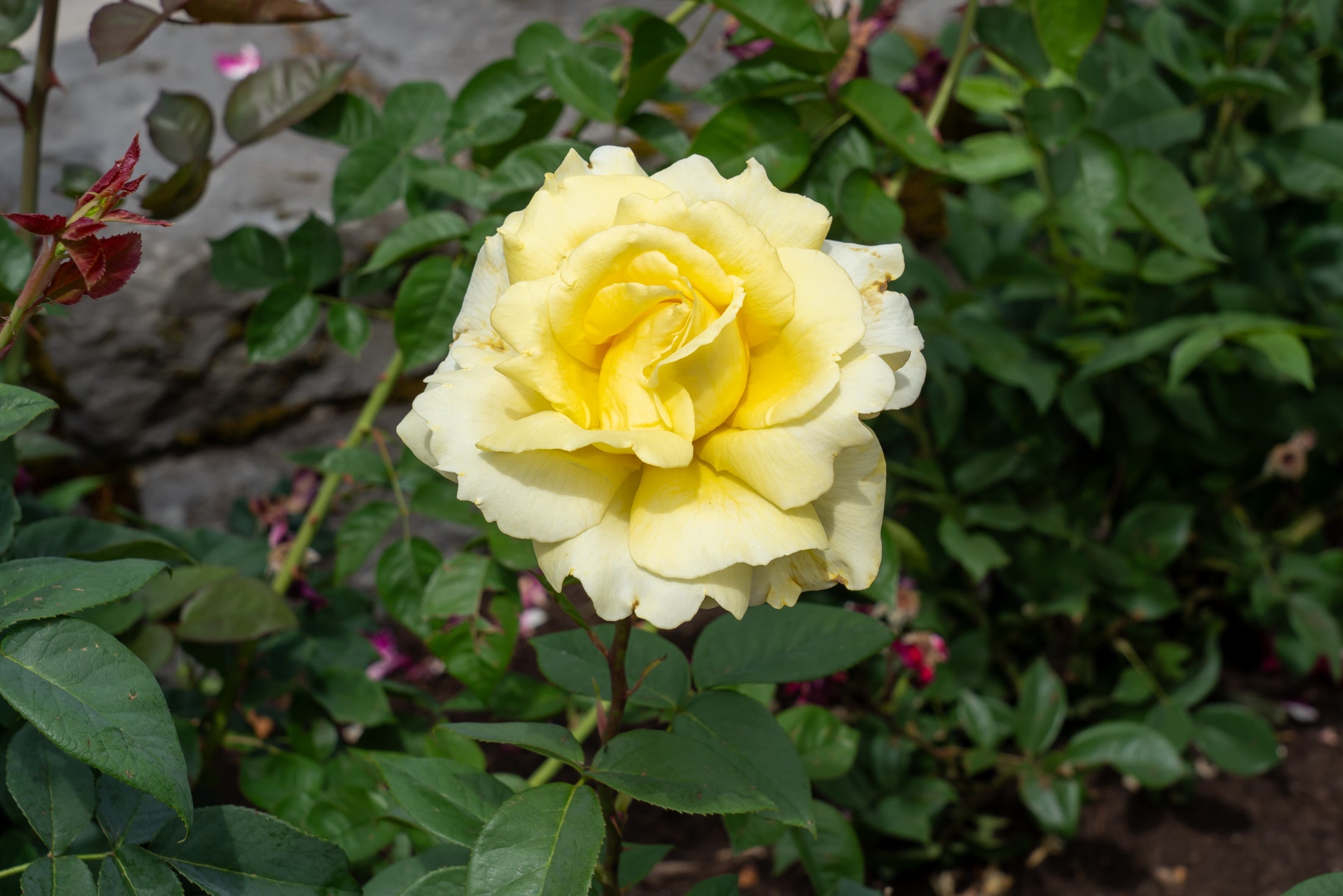 Rosier hybride de thé 'Chantilly Cream'