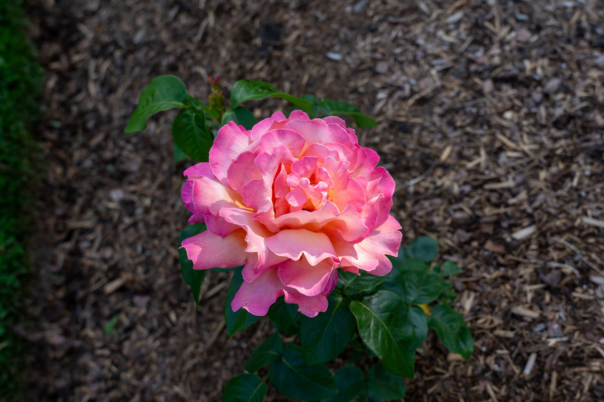 Hybrid tea rose 'Chicago Peace'