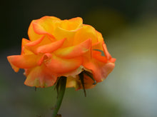 Rosier hybride de thé 'Chris Evert'